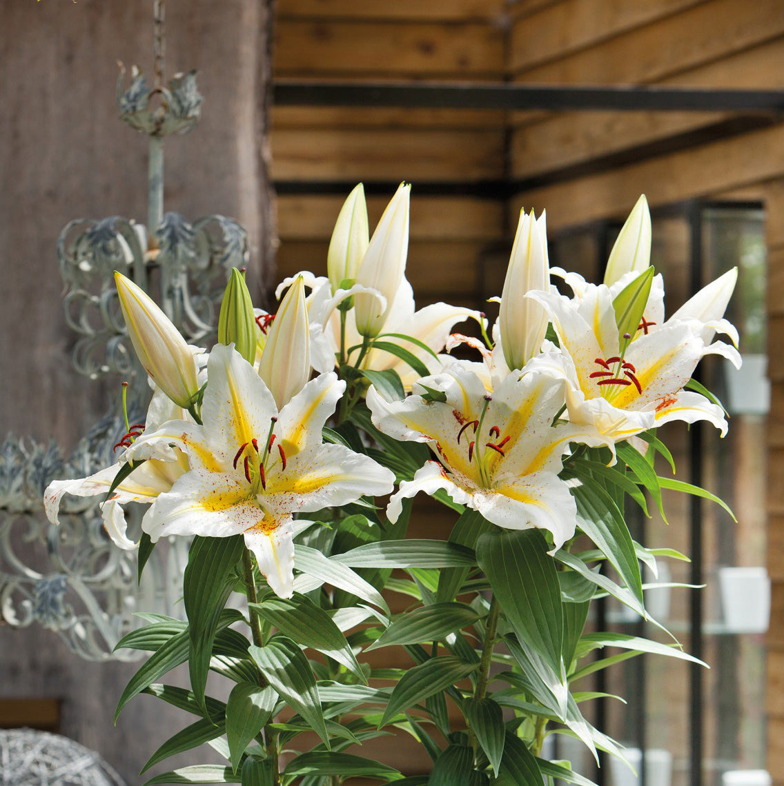 Spring Lilies for Canadian Gardens | Coast Farms