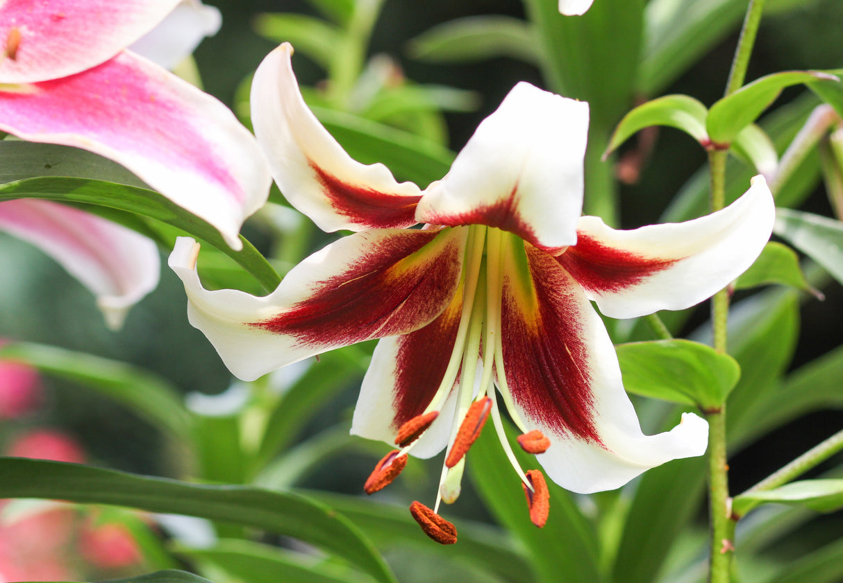 Lily Beverly Dreams