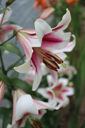 a soldier dreams of white lilies Lily Beverly Dreams – Coast Farms