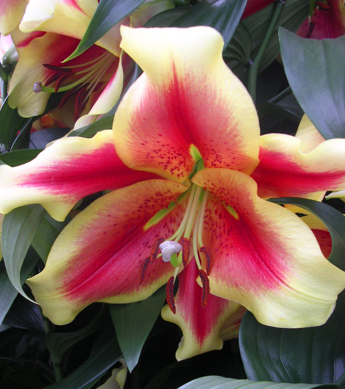 lily O/T Hybrid Lily Zelmira 1/PK - Sheridan Nurseries
