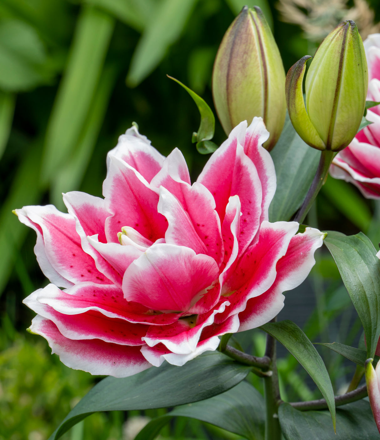 Lily Roselily Samantha