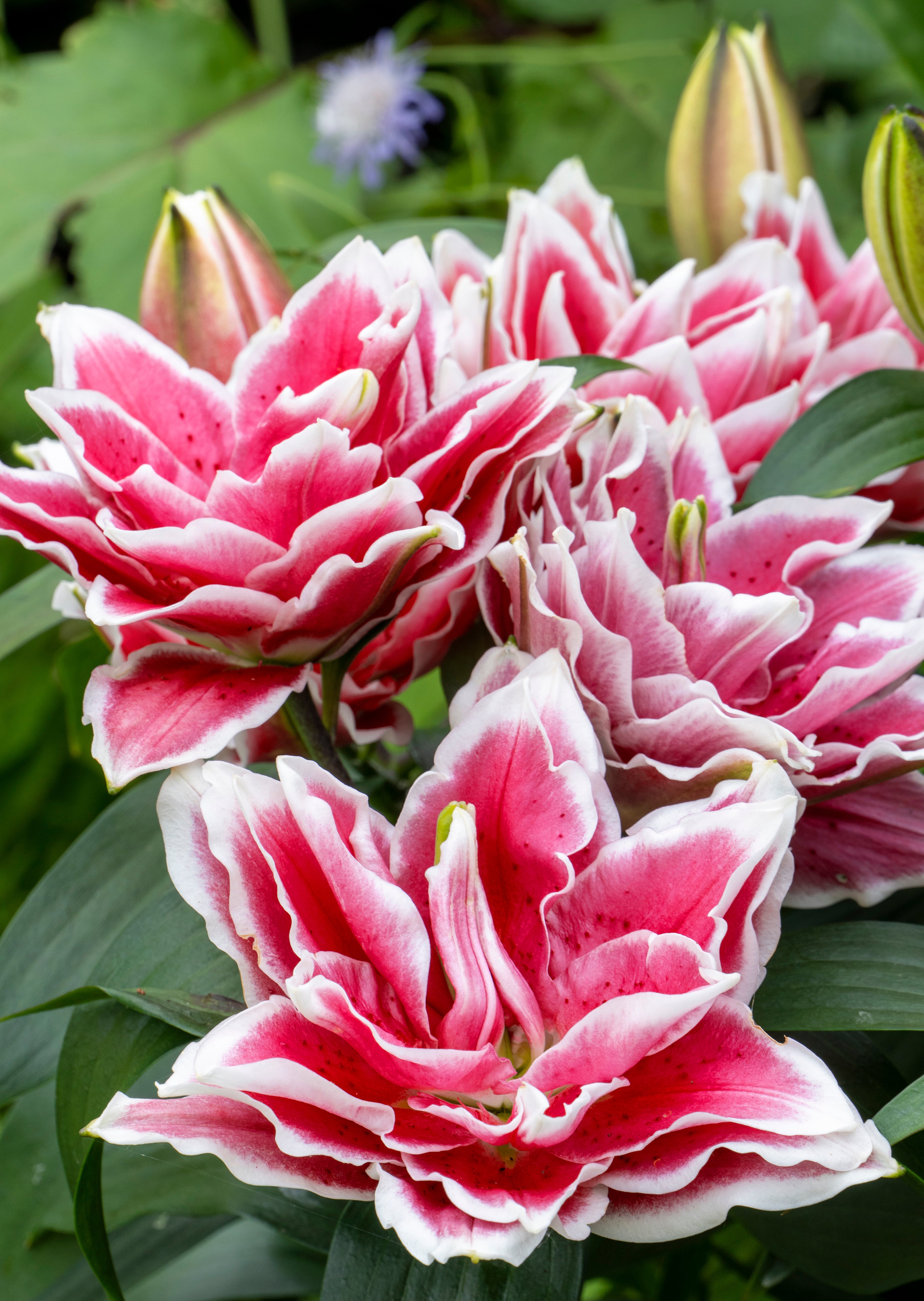 lily_Sa出品！ Spring Lilies for Canadian Gardens | Coast Farms