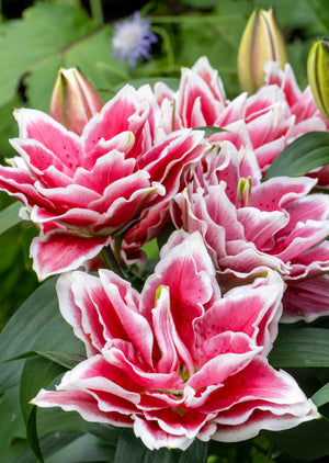 Lily Roselily Samantha
