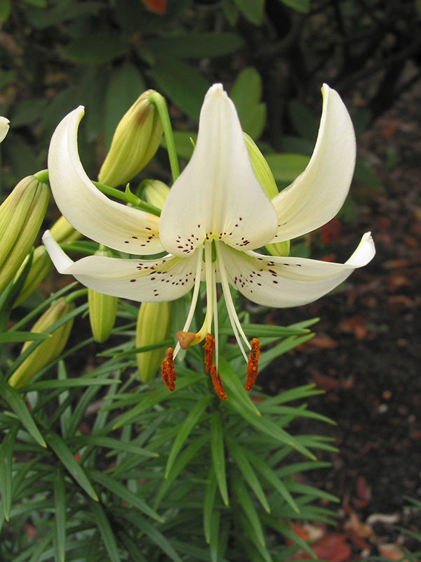 Lily Sweet Surrender