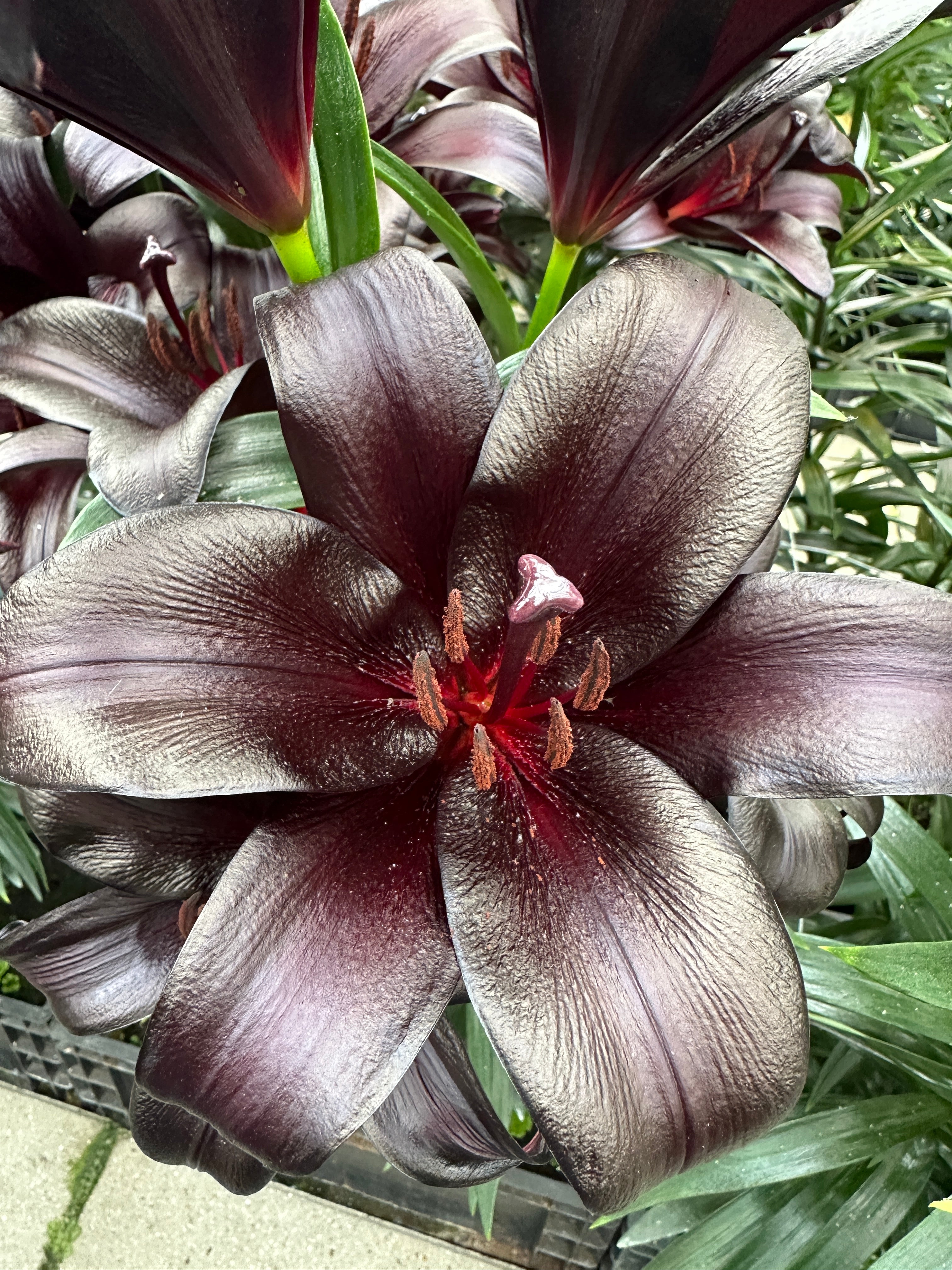 lily – Coast Farms