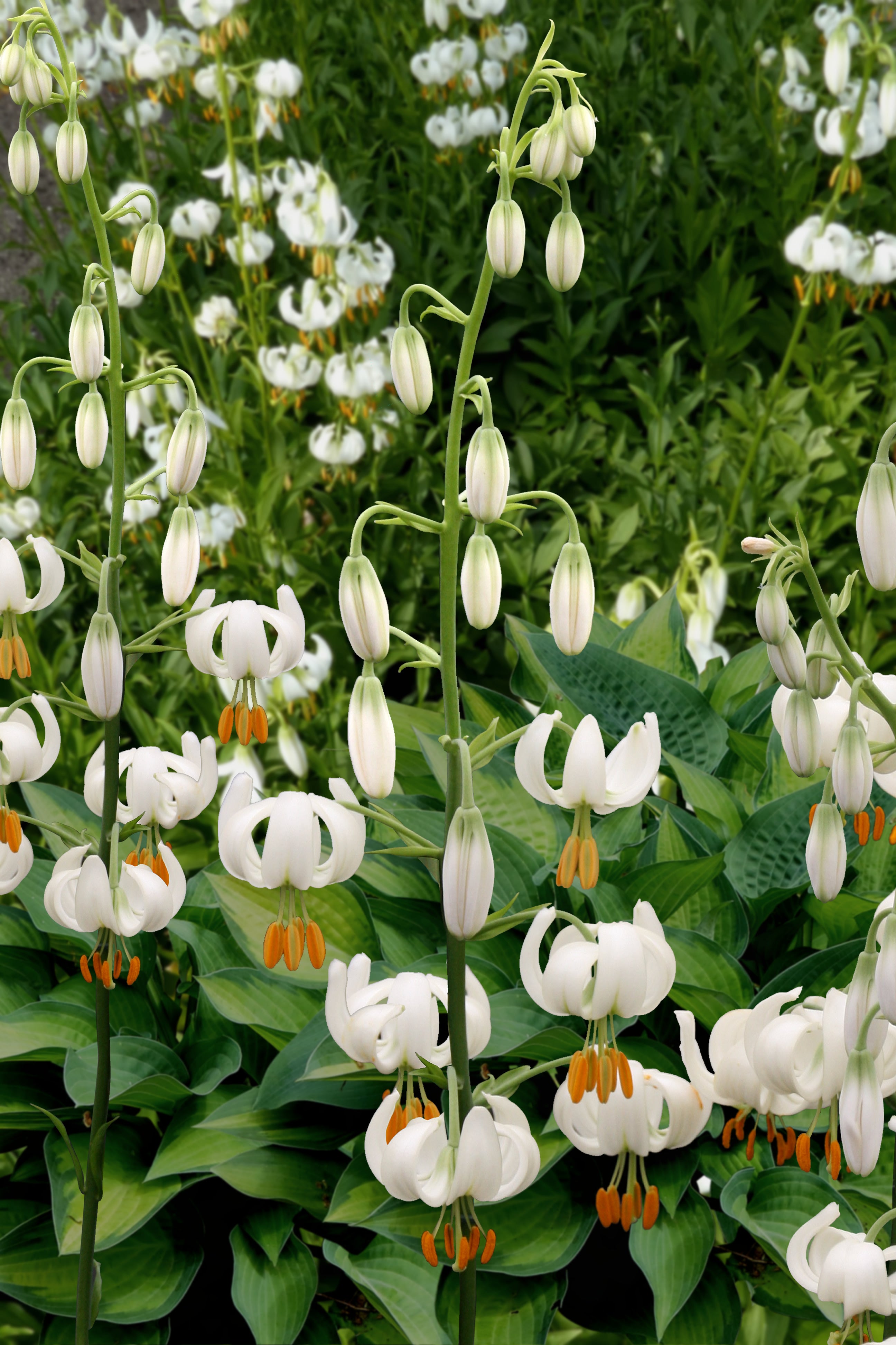 lily_Sa出品！ Spring Lilies for Canadian Gardens | Coast Farms