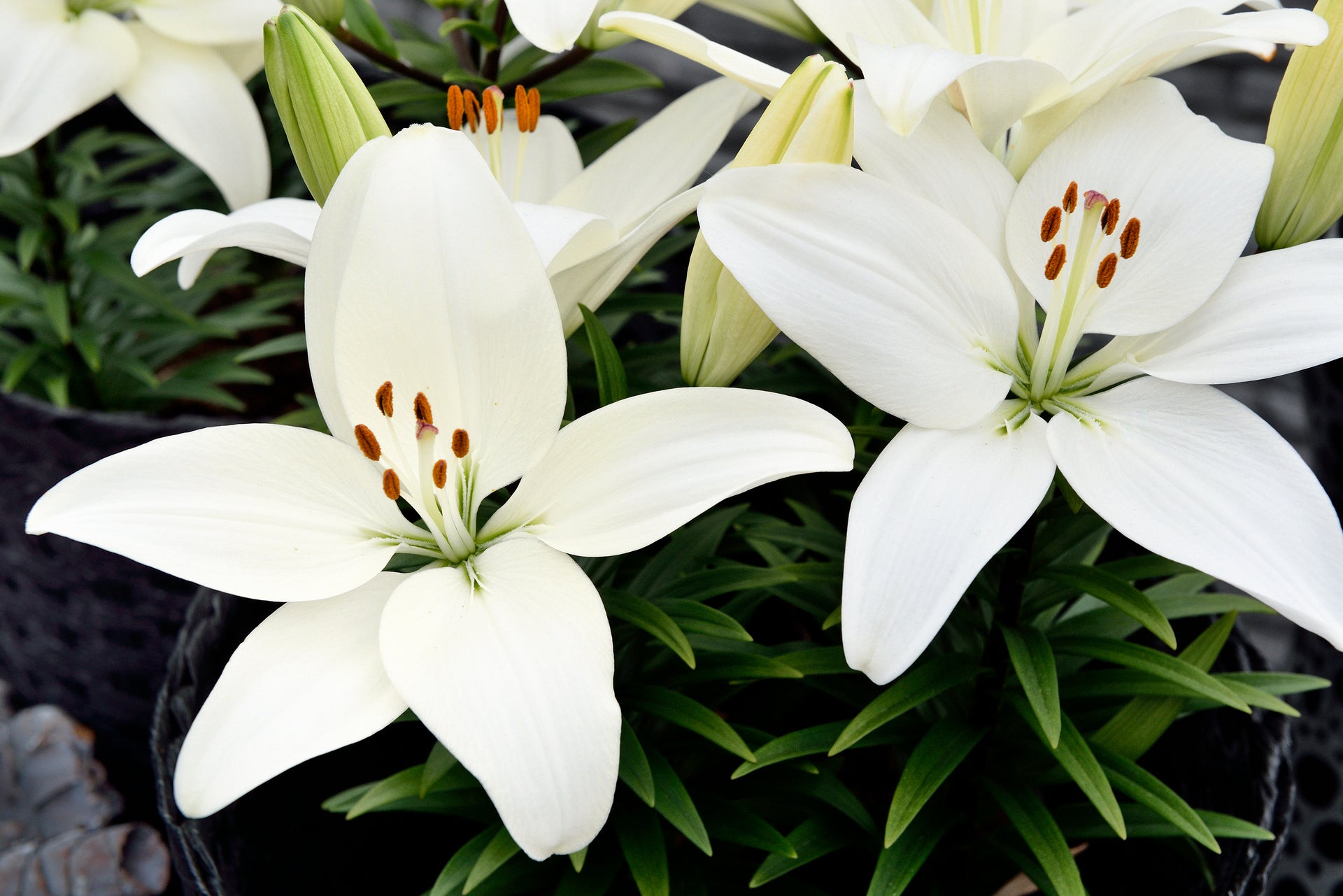 asiatic lily tiny crystal Lily Tiny Crystal – Coast Farms