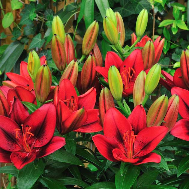 Lily Tiny Rocket