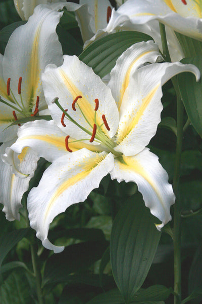 Lily Baferrari