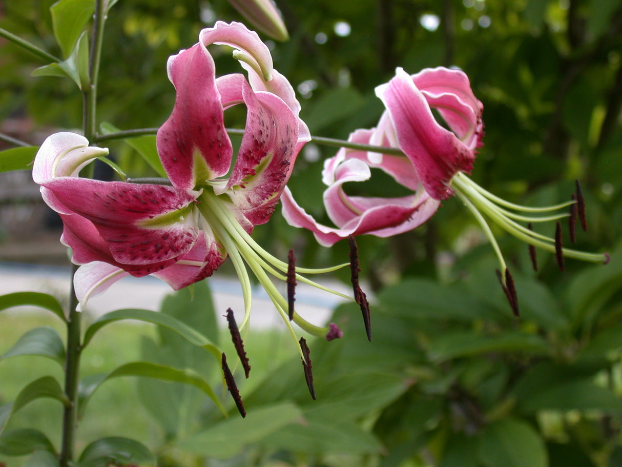 Lily Black Beauty