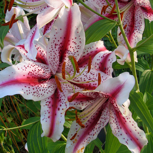 Lily Dizzy