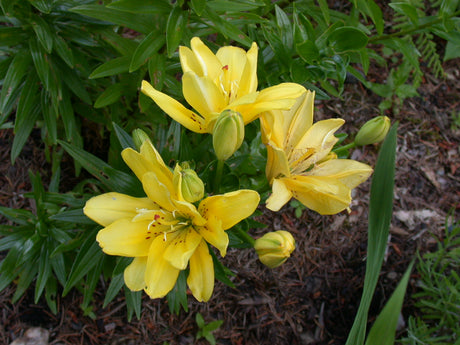 Lily Fata Morgana