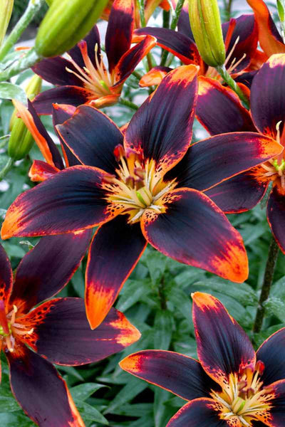 Lily Forever Susan