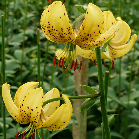 Lily Golden Morning