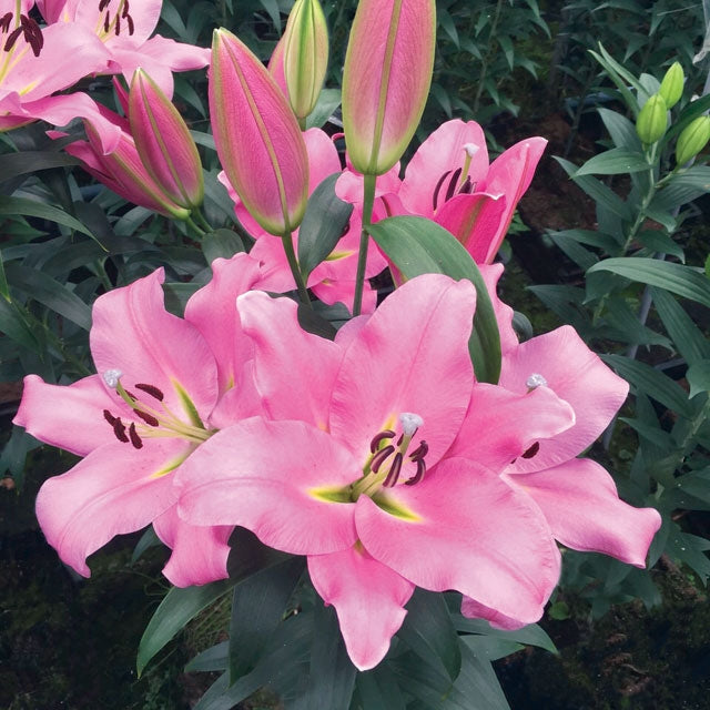 Lily Graceful