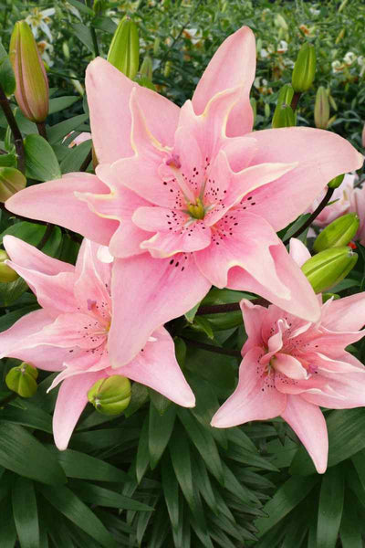 Lily Kiss Elodie