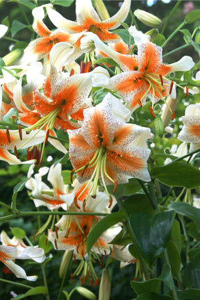 Lily Lady Alice