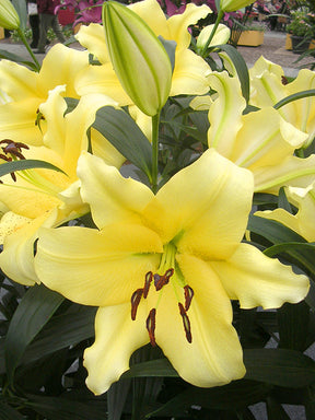 Lily Outback