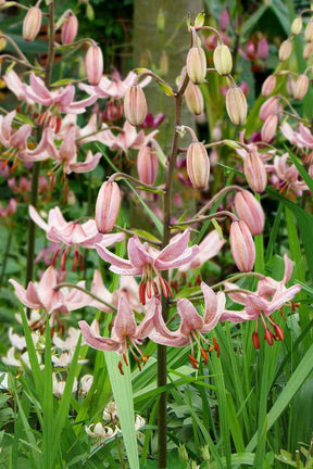 Lily Pink Morning