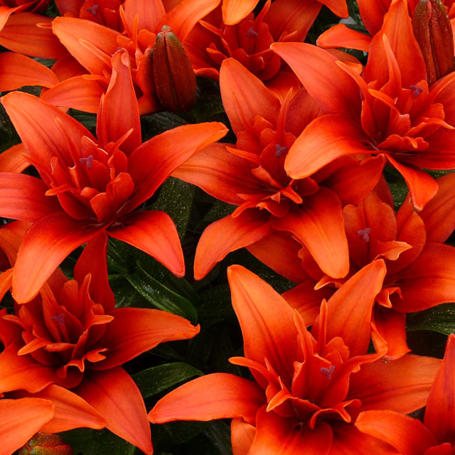 Lily Red Twin – Coast Farms