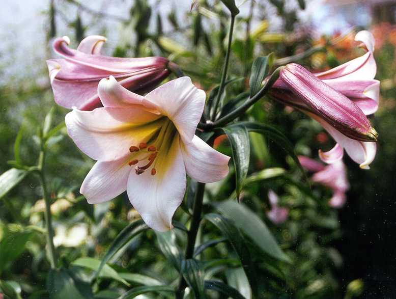 Lily Regale