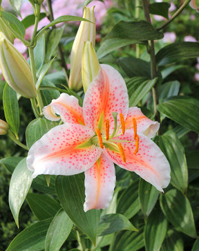 Lily Salmon Star