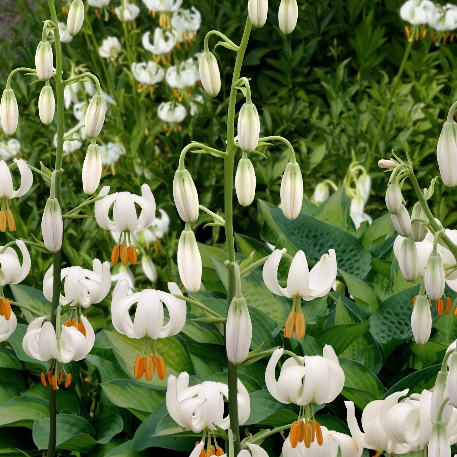 Lily Snowy Morning