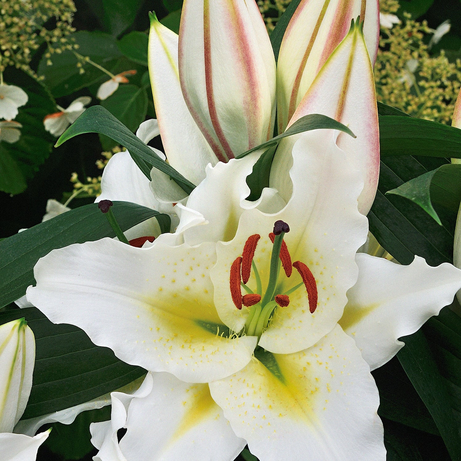 Lily Sunny Azores
