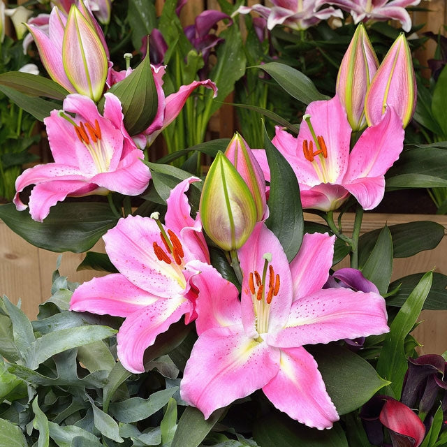 Lily Sunny Camino