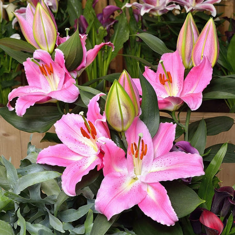 Lily Sunny Camino