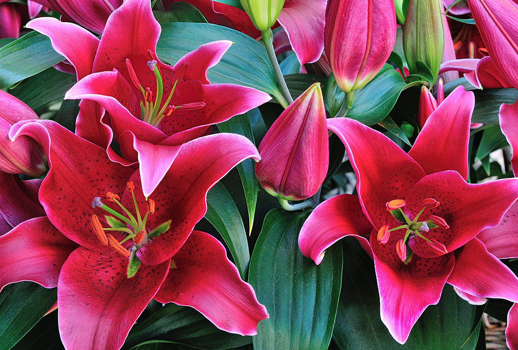 Lily Sunny Keys