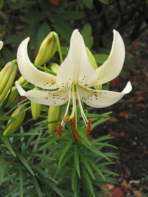 Lily Sweet Surrender
