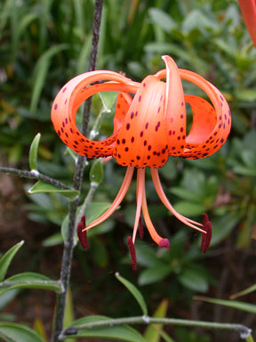 Lily Tigrinum Splendens