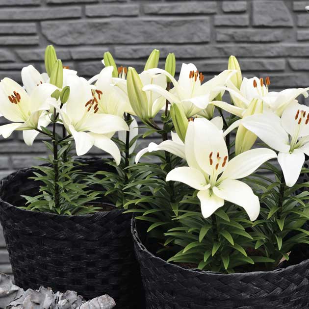 Lily Tiny Crystal