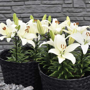 Lily Tiny Crystal
