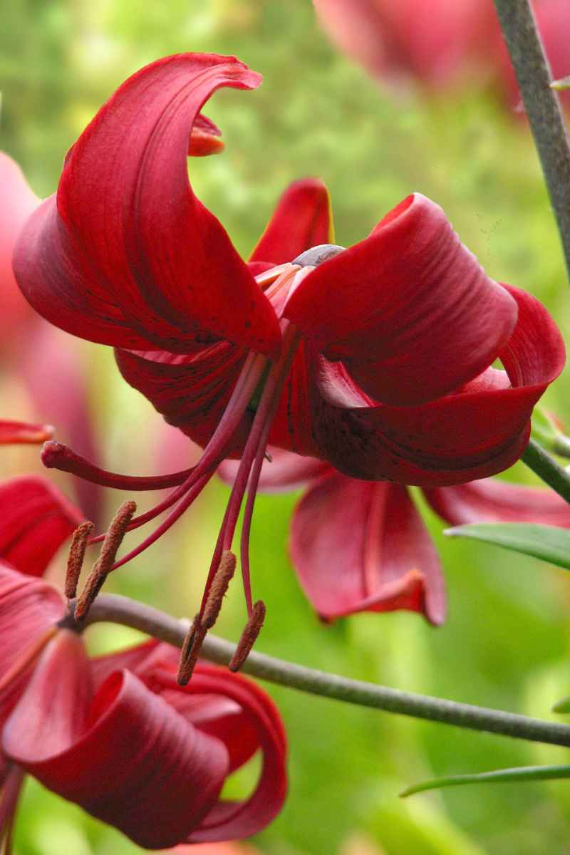 Lily Red Velvet