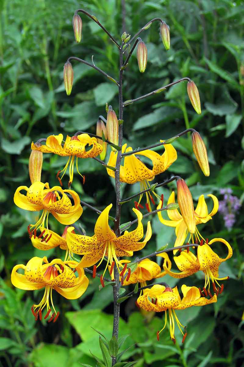 lily – Coast Farms