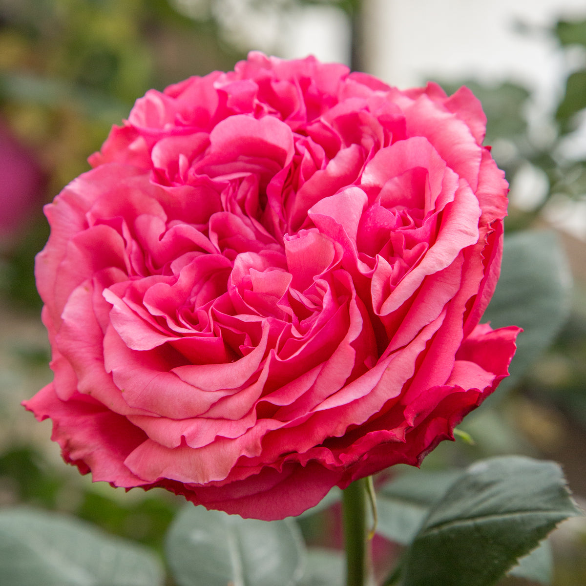 Star Rose - Loves Me, Loves Me Not