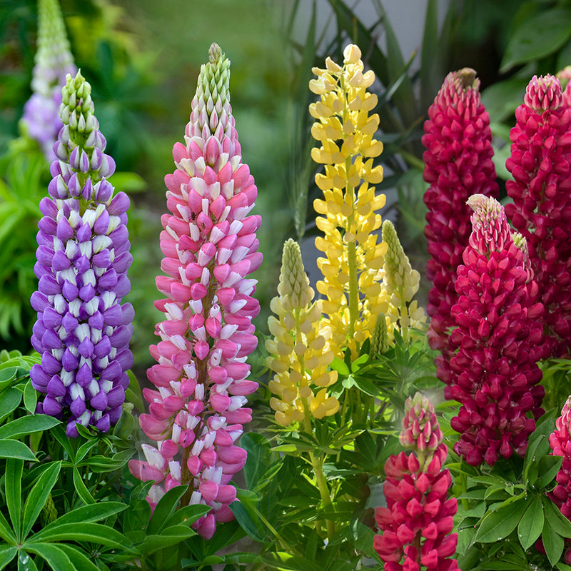 Planting guide