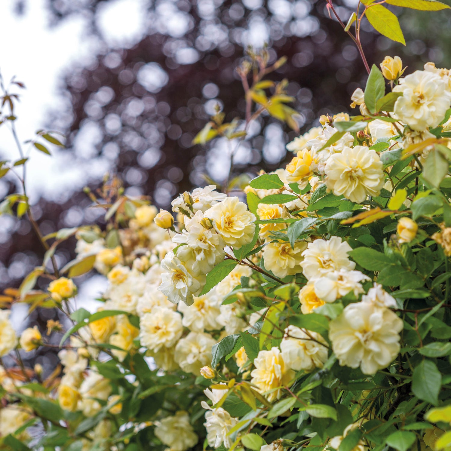 David Austin Rose - Malvern Hills