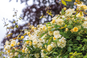 David Austin Rose - Malvern Hills