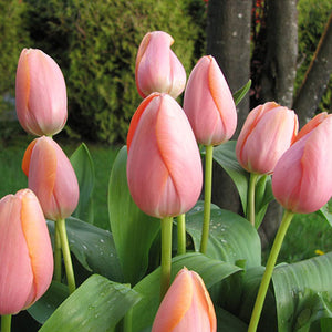Single Late Tulips