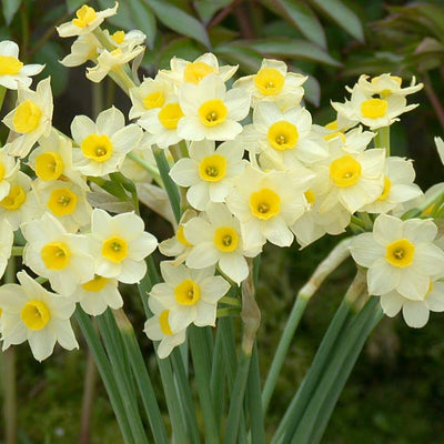 How to Plant Narcissus (Daffodil) Bulbs