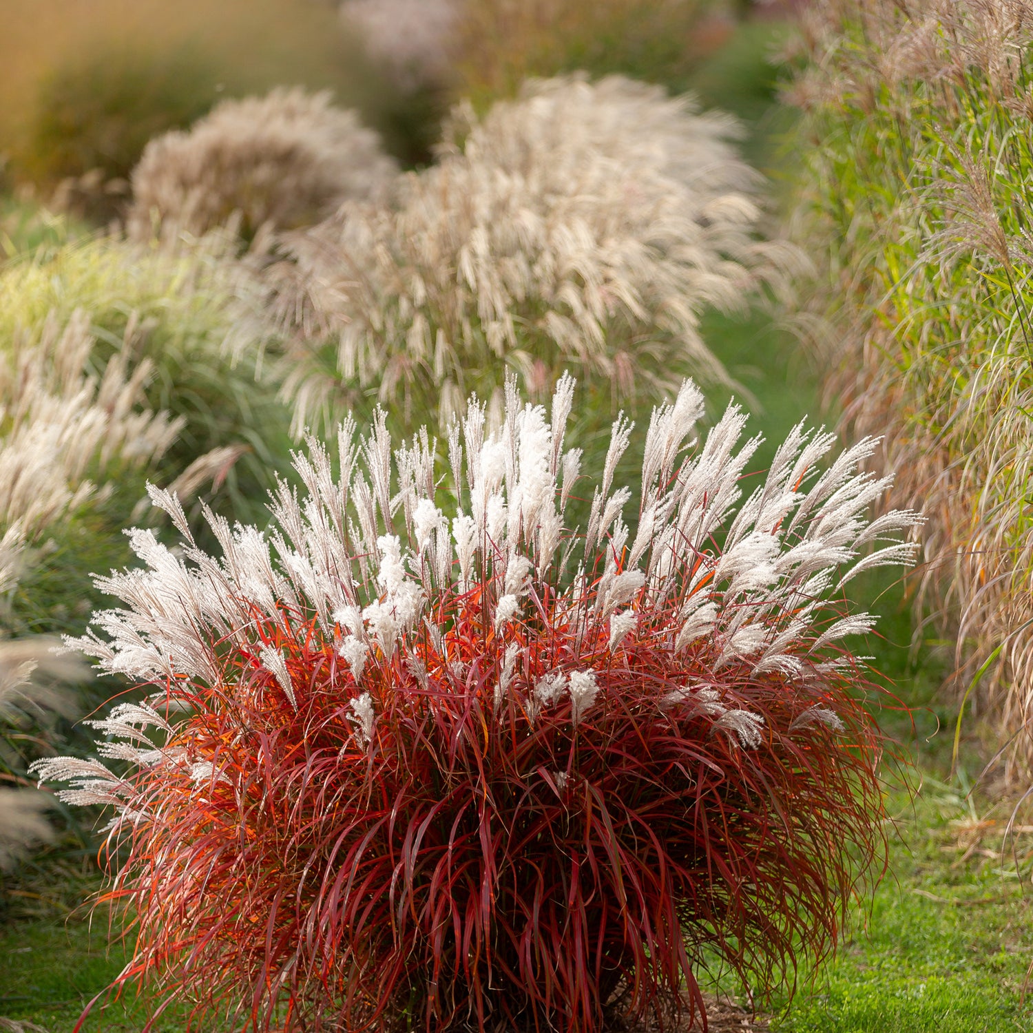 Miscanthus Lady in Red