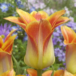 Lily Flowering Tulips
