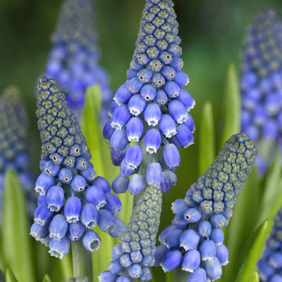 How to Plant Muscari (Grape Hyacinth) Bulbs
