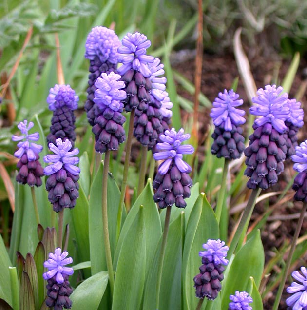Muscari latifolium