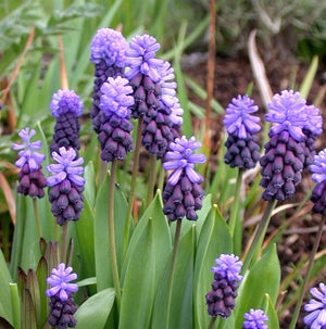 Muscari latifolium