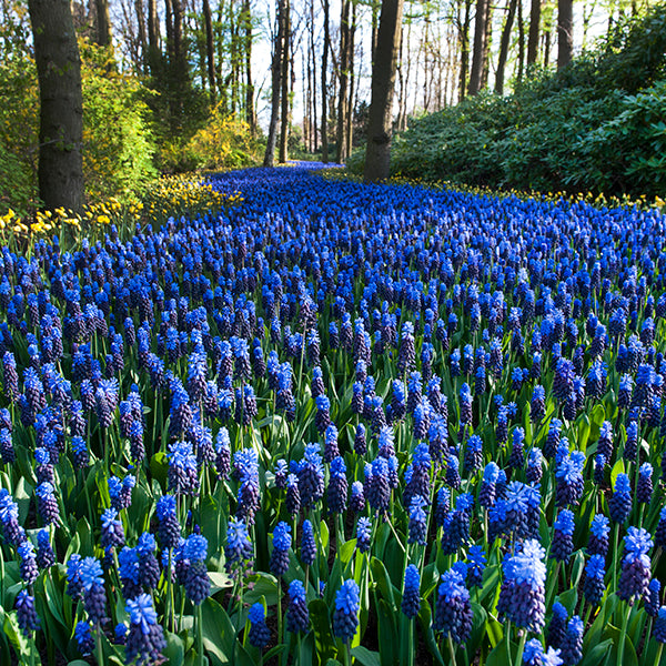 Muscari latifolium