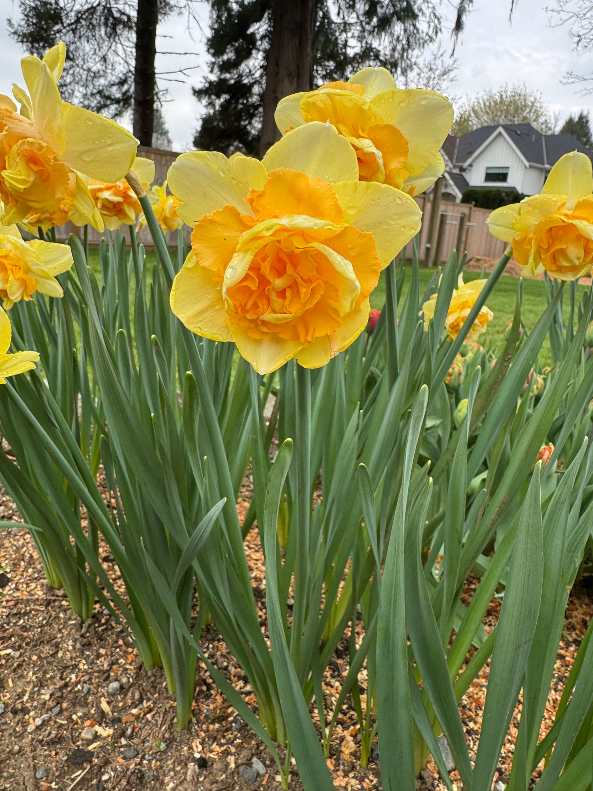 Narcissus Bellabombe